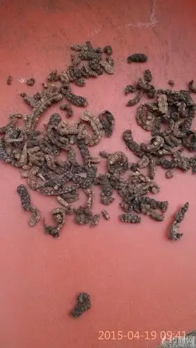 供应                  :芦子