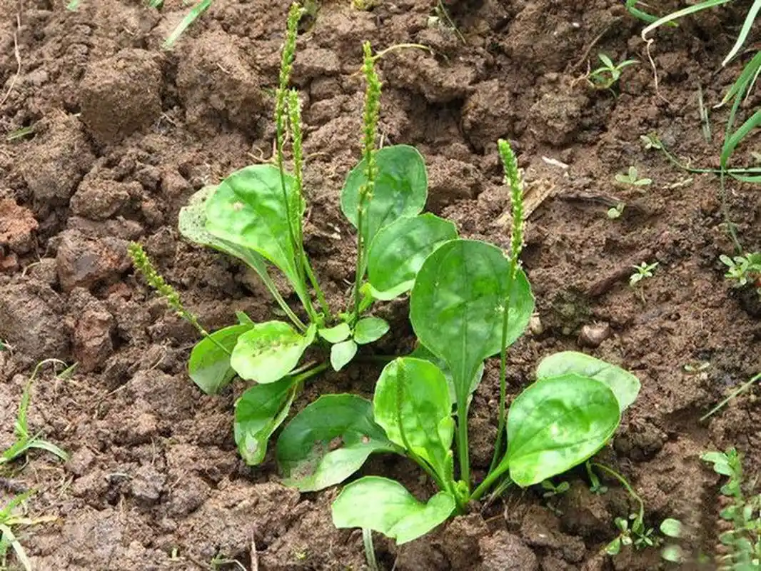 车前草功效(车前草功效作用与主治功能)-第2张图片-鲸幼网