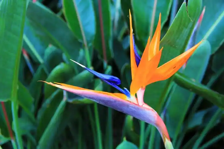 鹤望兰,花,花草,静物,天堂鸟鹤望兰壁纸图片