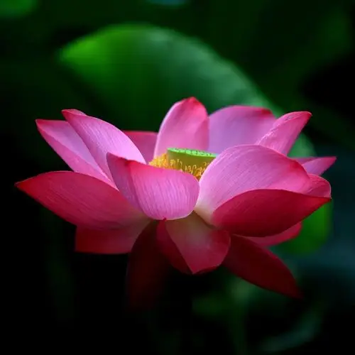 映日荷花别样红