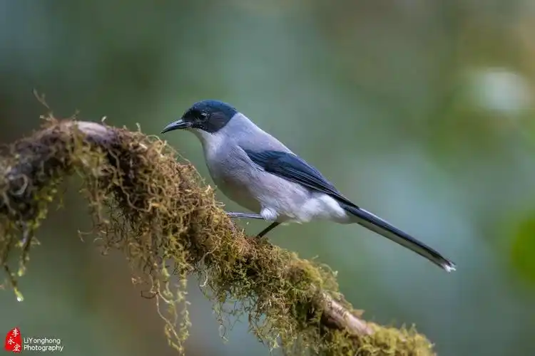 云南百花岭拍鸟之二十一:黑头奇鹛