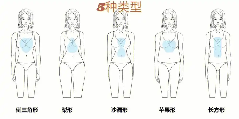 干货整理|你是哪种体型了?