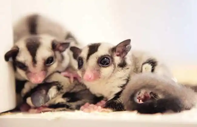 蜜袋鼯多少钱一只?