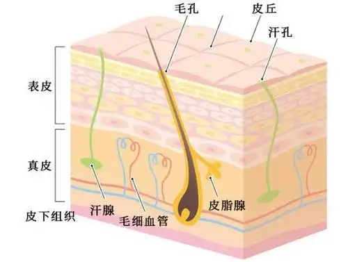 1,皮肤的层次 可分三大部分:表皮,真皮,皮下组织,其间含有神经,血管