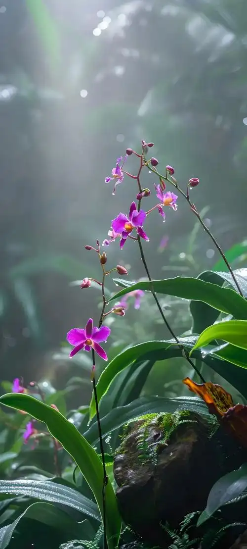 唯美鲜花手机壁纸全面屏适用高清原图