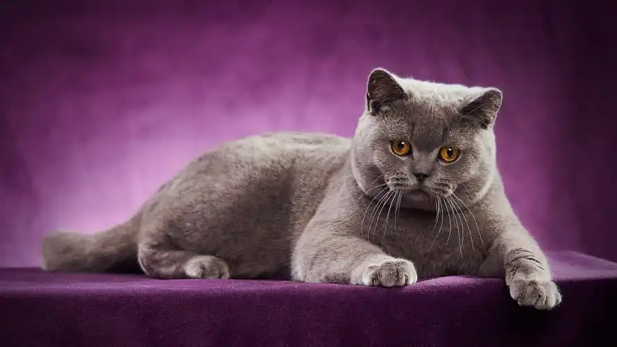 英国短毛猫,猫,紫色背景 壁纸