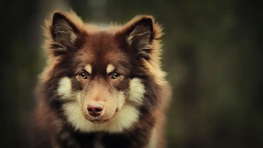 可爱的超萌小狗汪星人图片桌面壁纸高清