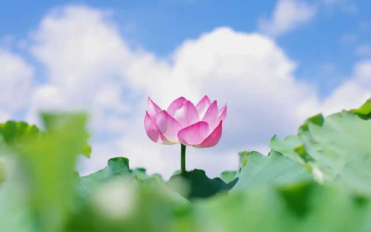 首页 桌面壁纸 唯美夏日荷花图片高清电脑壁纸上一张下一张查看原图