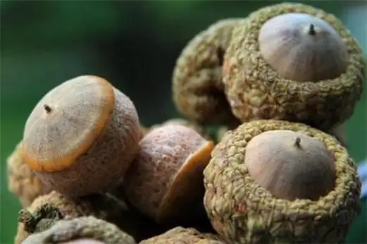 补肾果多少钱一斤,市场价格在15～30元钱一斤