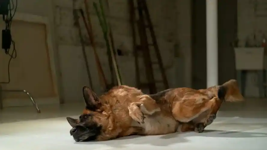 狗狗的起床速度有多快如果不是有慢镜头估计大家都猜不到