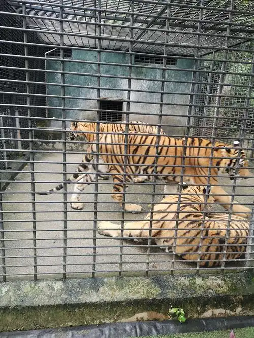 关在笼子里的东北虎