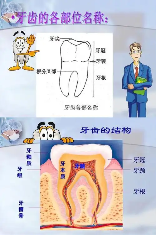 2,了解牙齿各部位的名称及结构