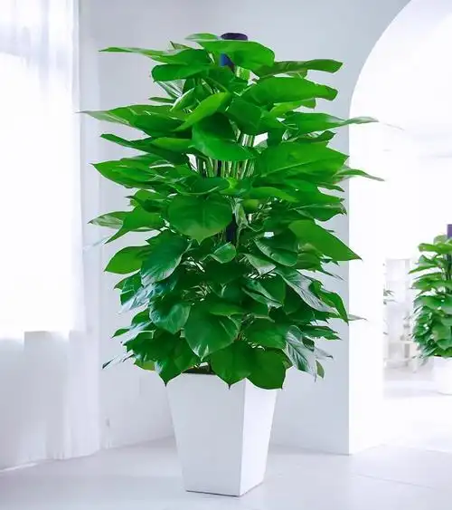 大型植物盆栽包邮-大型植物盆栽包邮厂家,品牌,图片,热帖-阿里巴巴