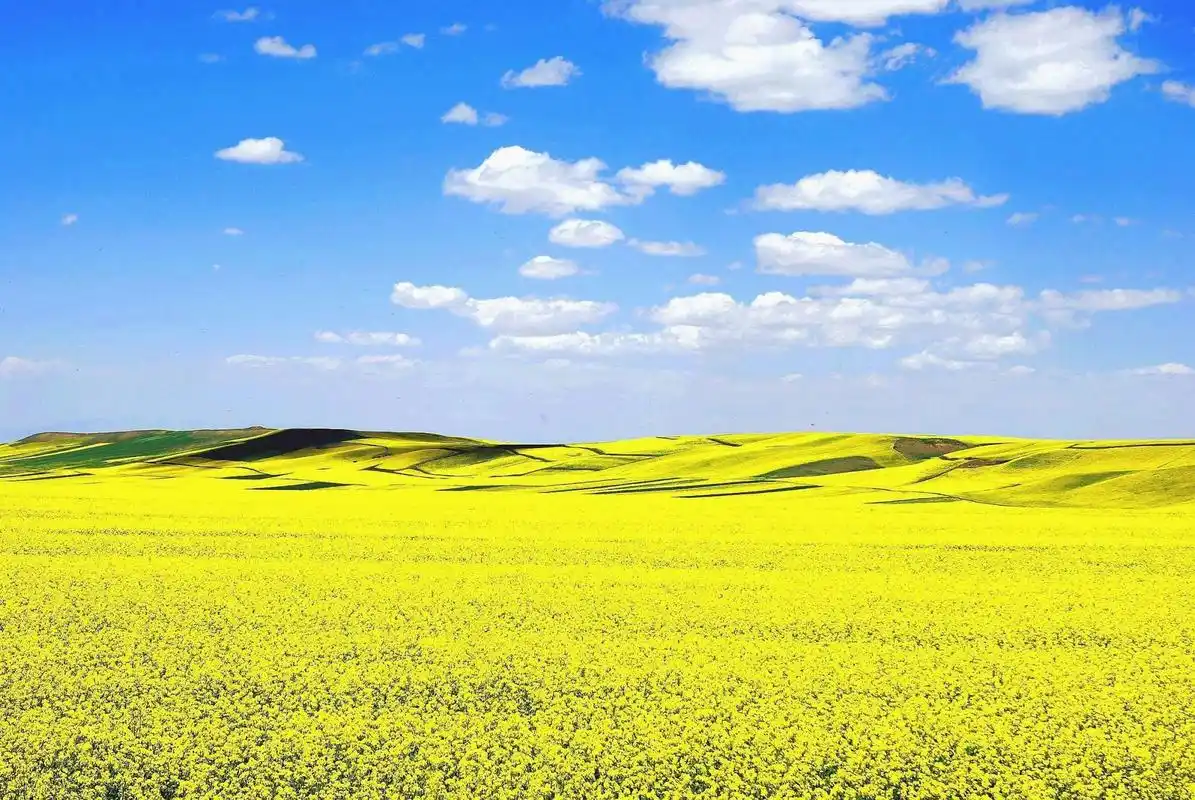 清新淡雅唯美花海壁纸_徜徉在美丽的花海中