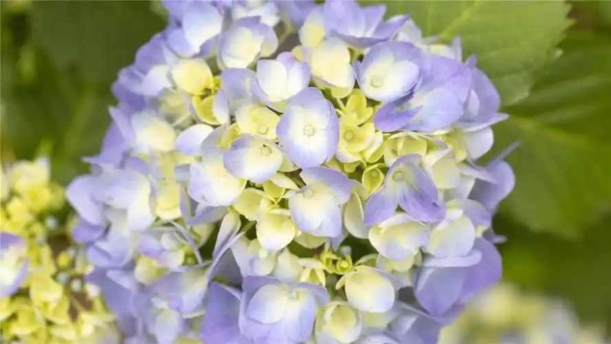 小清新唯美绣球花唯美写真,高清图片,电脑桌面-壁纸族