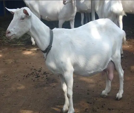 市场上奶山羊价格