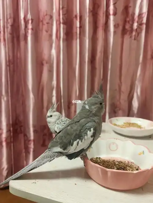 黑牛的变化真的很神奇