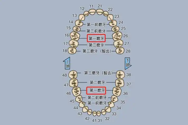 第一磨牙位置图
