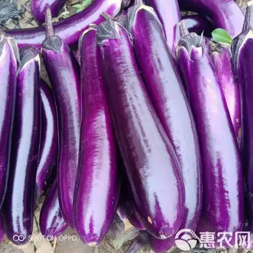 茄子东方韵紫红长茄安徽亳州大量上市