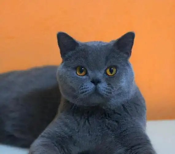 英短猫呕吐怎么办?