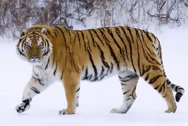 长白山猛兽(老狼在长白山脚下) - 来梅号