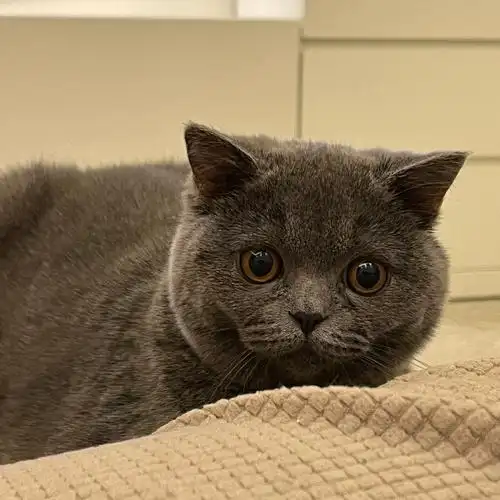 小猫咪多大开始发腮呀