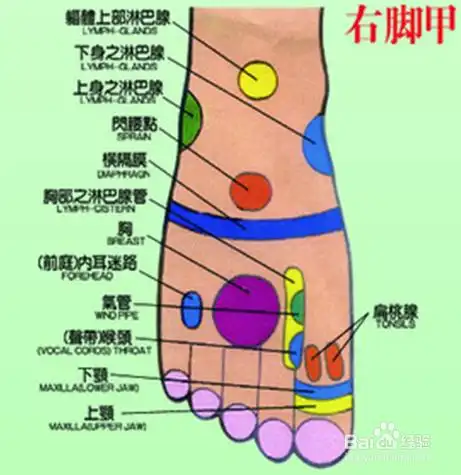 背部反射区 (第1页)