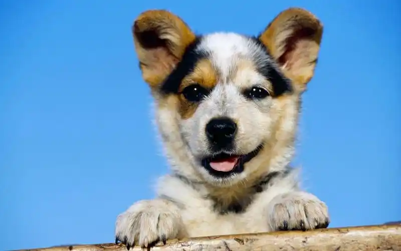 超可爱萌宠狗狗高清动物壁纸图片