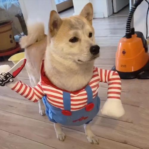网红抖音同款拿刀搞怪搞笑小型犬变身装宠物沙雕狗狗猫咪宠物衣服