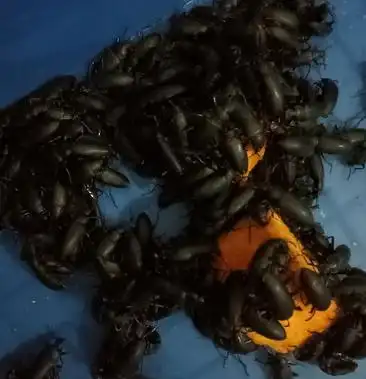 大麦虫蛋白虫甲壳虫母虫小黑虫活体虫母虫产虫卵用