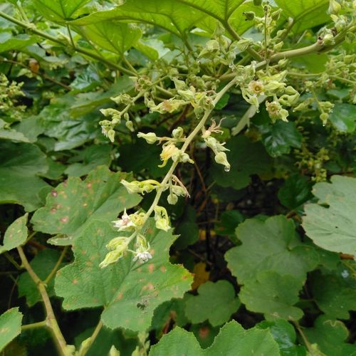 野生乌泡花树野川乌梅树乌萢树绿植大蜂场蜜源好成活长藤驱蚊净化