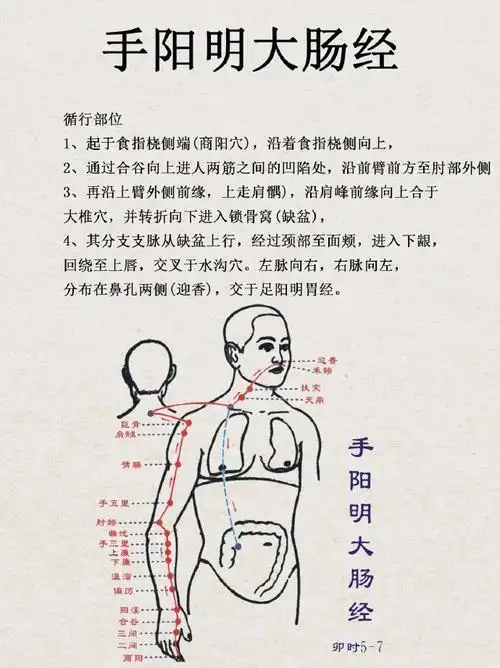 十二经脉循行  我们人体有12条正经,从手太阴肺经开始,到足厥阴肝经
