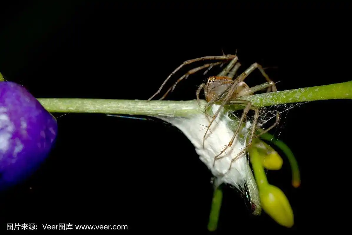 公文包,卵,蜘蛛,自然,无脊椎动物