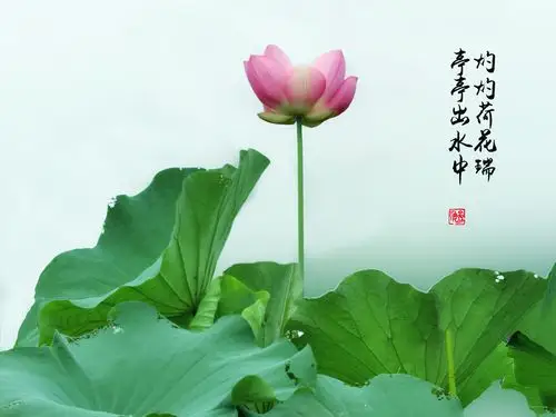 灼灼荷花瑞,亭亭出水中