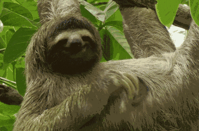 2017年6月17日 23:33   关注  疯狂动物城 电影 插画 树懒 评论 什刎