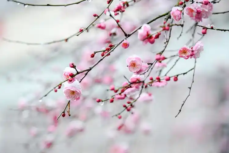 湖北南漳雪中梅花凌寒开