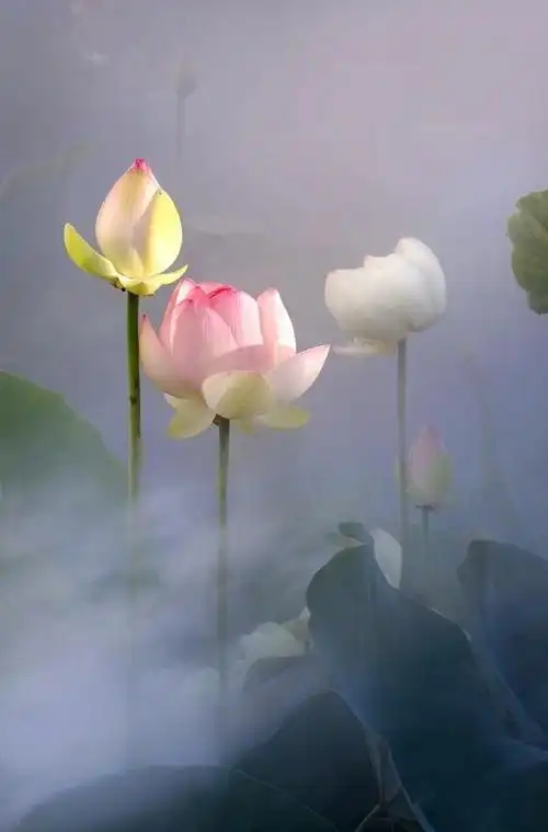 净土莲花一花一佛一世界