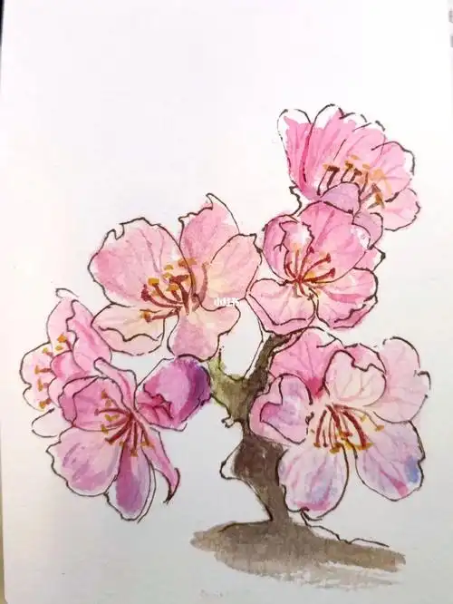 自学水彩第26幅樱花