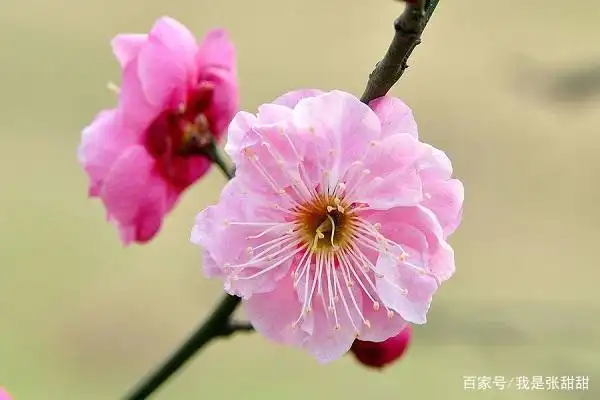 美人梅果实可以吃吗