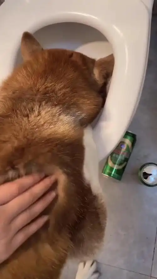 狗子经常的逞能这回又喝多了趴马桶上吐成这样