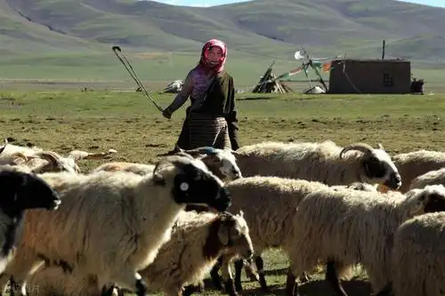 西藏湖里的鱼那么多,为什么没人敢吃?_青藏高原