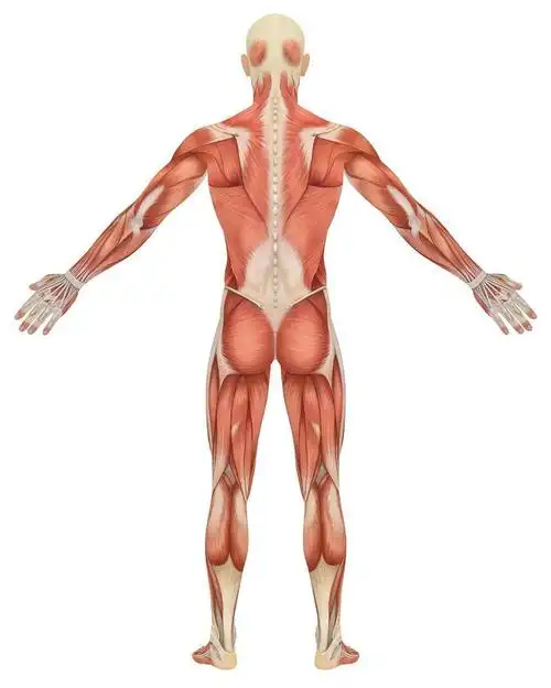 背部挺拔人有气质训练动作多样化全面刺激背部肌群