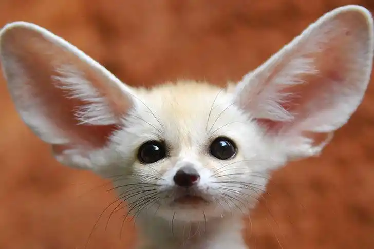 世界上最可爱的动物前20名排行榜