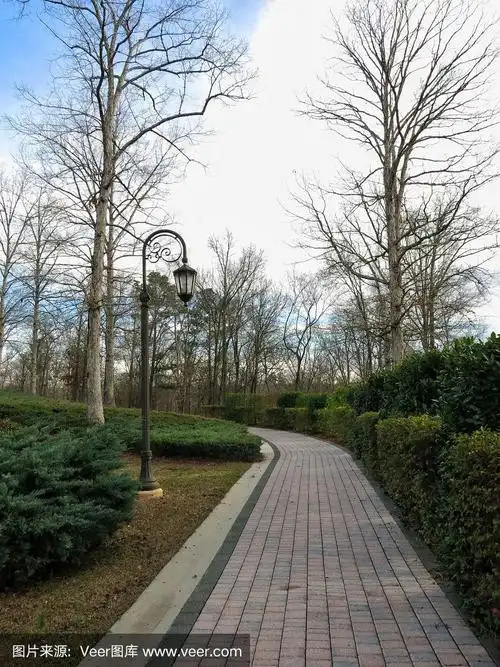 绿树成荫的景观砖路步行道