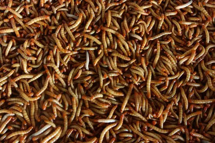 厂家直销 活体黄粉虫 鲜活黄粉虫 面包虫 大麦虫