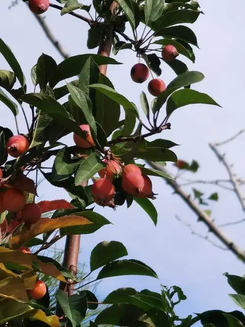 海棠的果实挂满枝头.