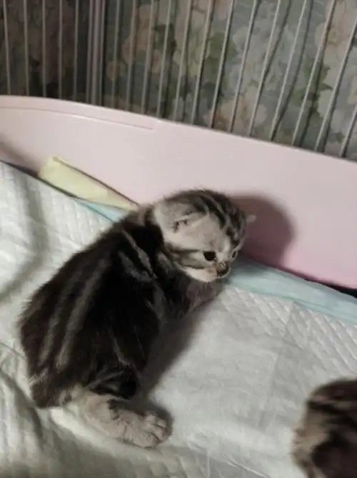 2016年2 月12号出生的cfa美短宝宝找新家,可以视频看猫,非诚勿扰.