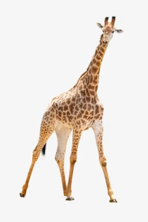 黄色动物长颈鹿