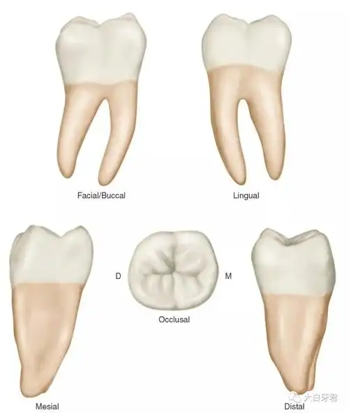 最早萌出的是「第一磨牙」,因为一般在 6 岁萌出,所以也叫「六龄牙」.