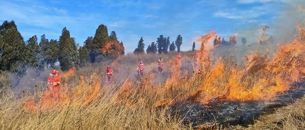 灭火尖兵燃山火打烧防火隔离带为防火减负淄博市原山林场打烧防火隔离